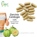 Pérdida de peso Garcinia cambogia extracto de fruta HCA en polvo